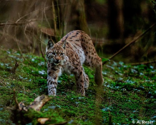 photo d'un lynx marchant dans une forêt