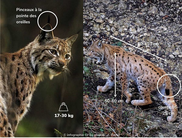 photos identifiants les caractéristiques morphologiques du lynx