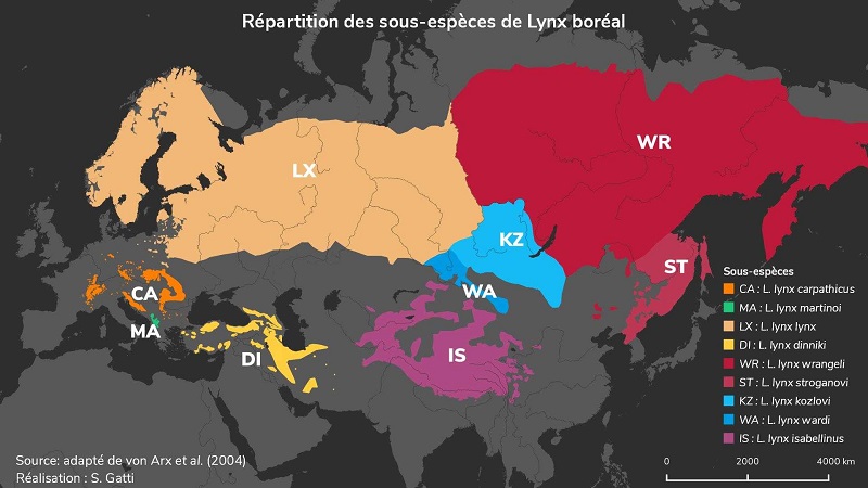 carte représentant la répartition des sous-espèces de lynx boréal de l'Europe à l'Asie