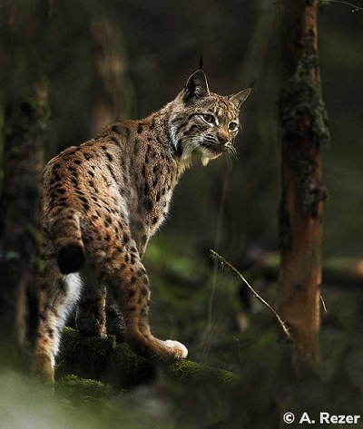 photo d'un lynx marchant dans une forêt