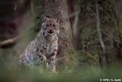 photo d'un lynx assis dans une forêt