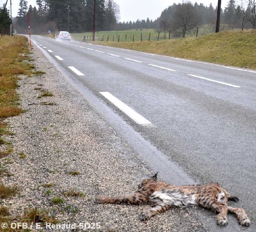 photo d'un cadavre de lynx en bord de route