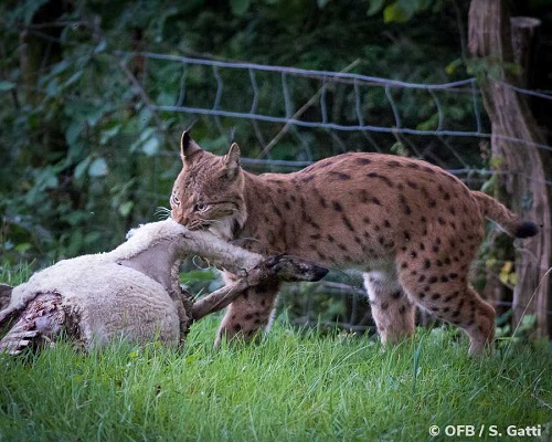photo d'un lynx en train de déplacer sa proie