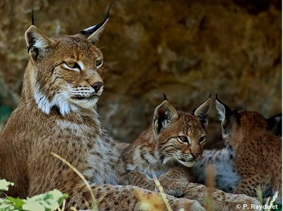 photo d'une femelle et de ses deux petits