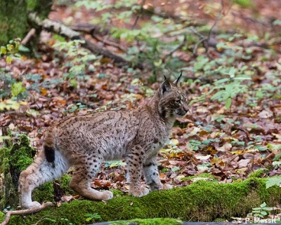 photo d'un lynx dans un sous-bois