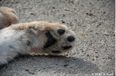 photo d'une patte de lynx