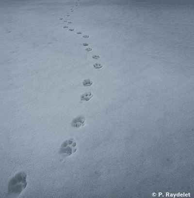 Photo d'empreintes de lynx dans la neige