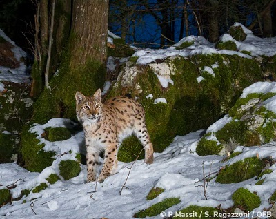 photo d'un lynx dans un sous-bois enneigé