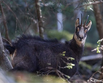 photo d'un chamois