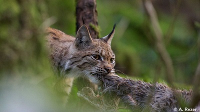photo d'un lynx en train de déplacer sa proie
