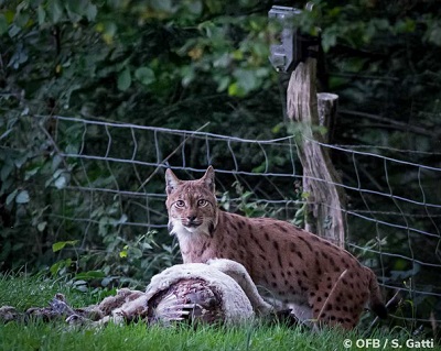 photo d'un lynx avec sa proie