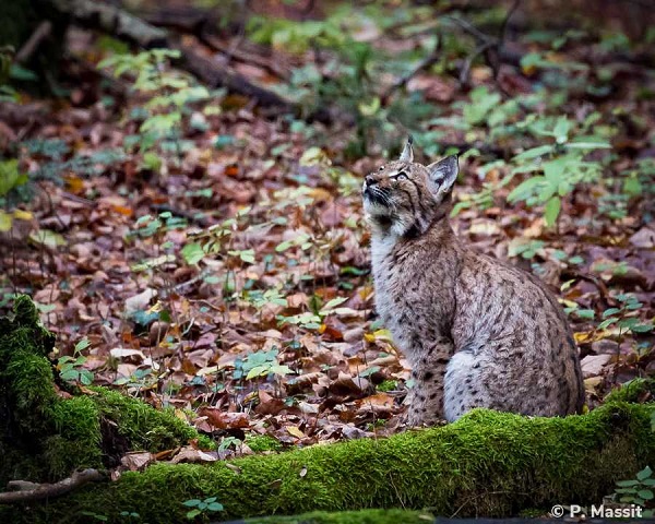photo d'un lynx assis dans une forêt