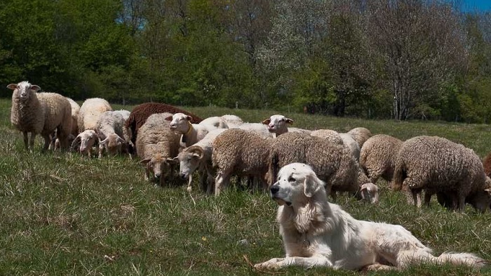 photo d'un troupeau de moutons gardé par un chien de berger