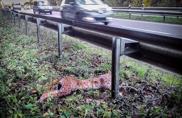 photo d'un lynx mort au bord d'une route à forte circulation