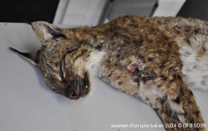 photo d'un lynx mort sur une table d'examen