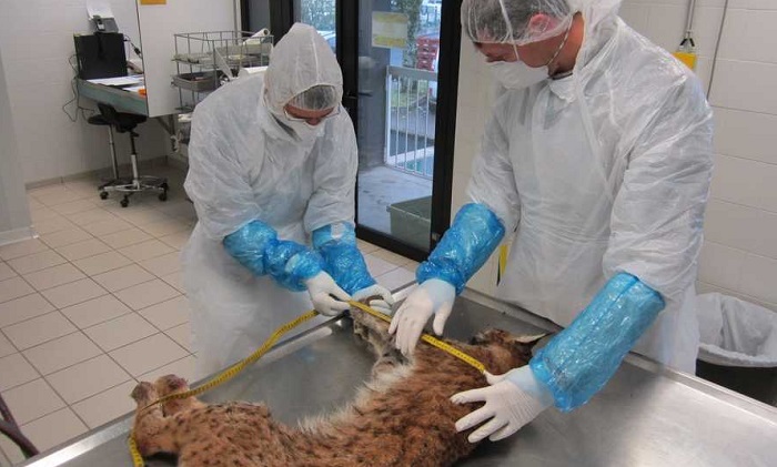 photo d'un lynx couché sur une une table d'examen et mesuré par deux vétérinaires