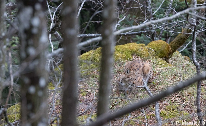 photo d'un lynx couché dans un sous-bois