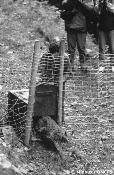 photo d'un lâcher de lynx
