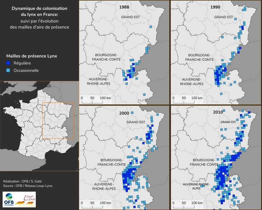 Dynamique de colonisation du Lynx en France par le suivi des mailles d'aire de présence (source : OFB / Réseau Loup-Lynx, 2019).