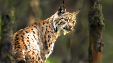 photo d'un lynx dans un sous-bois