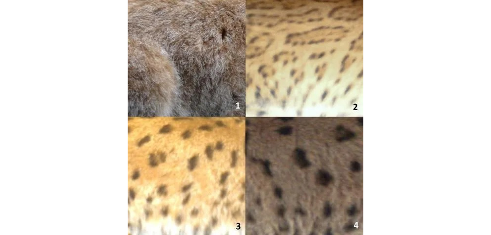 Montage photos illustrant les variations de pelage dans la population de lynx